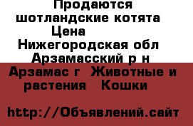 Продаются шотландские котята › Цена ­ 1 500 - Нижегородская обл., Арзамасский р-н, Арзамас г. Животные и растения » Кошки   